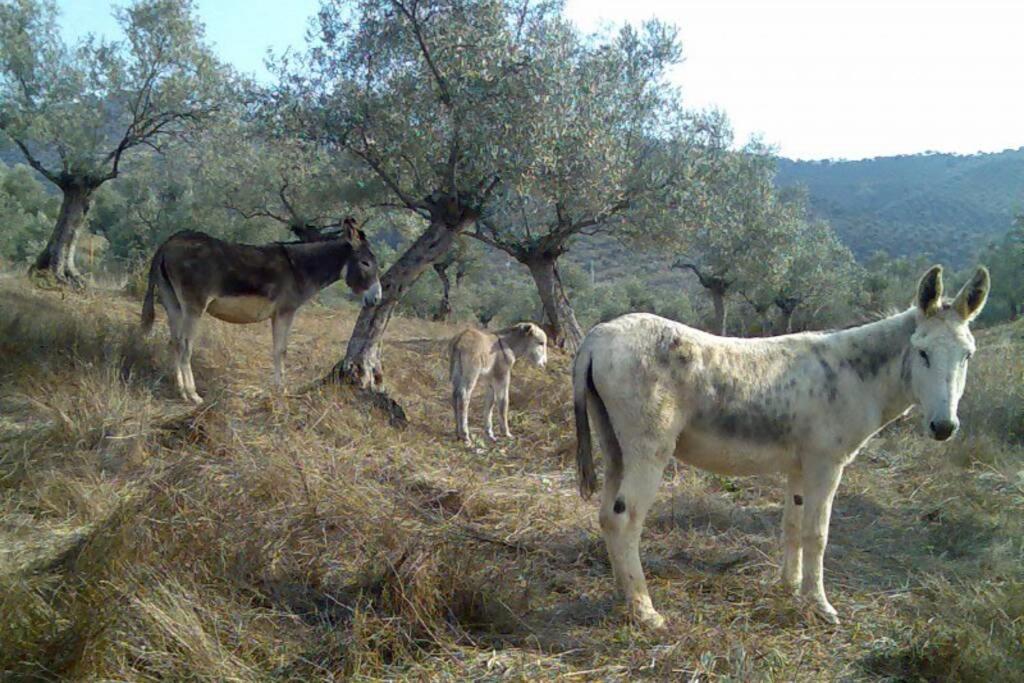 Cortijo "Era Grande 2" Villa กอร์โดบา ภายนอก รูปภาพ