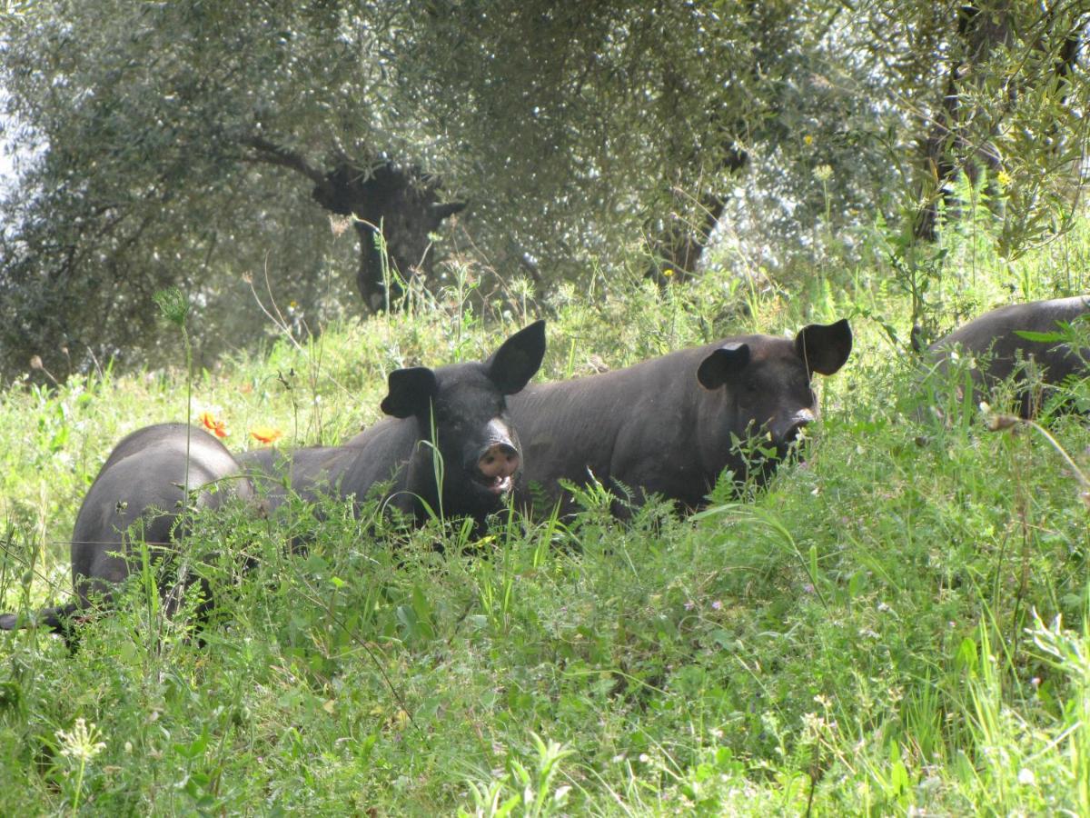 Cortijo "Era Grande 2" Villa กอร์โดบา ภายนอก รูปภาพ