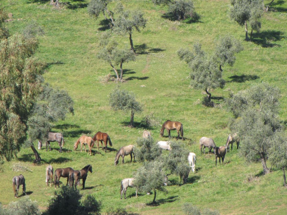 Cortijo "Era Grande 2" Villa กอร์โดบา ภายนอก รูปภาพ