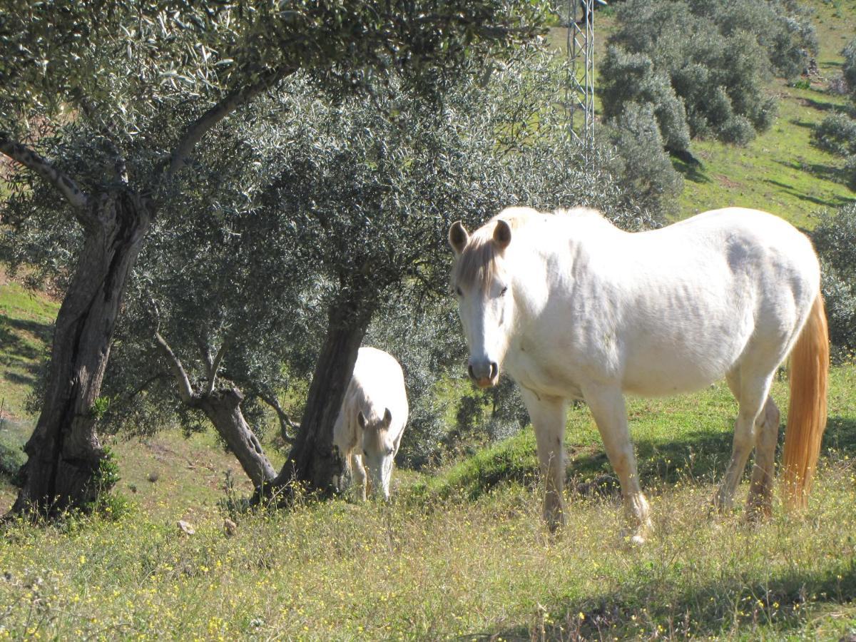 Cortijo "Era Grande 2" Villa กอร์โดบา ภายนอก รูปภาพ