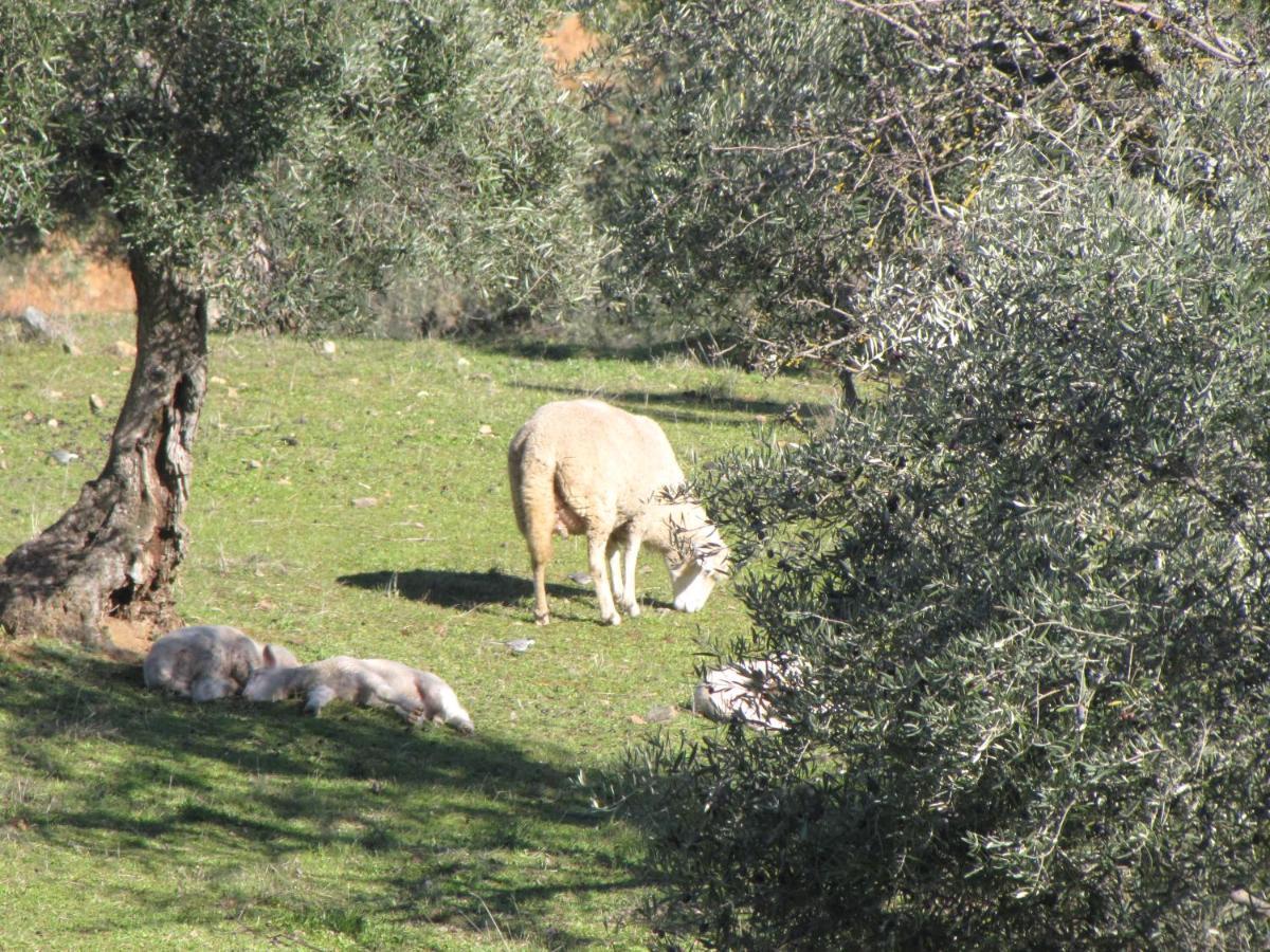 Cortijo "Era Grande 2" Villa กอร์โดบา ภายนอก รูปภาพ