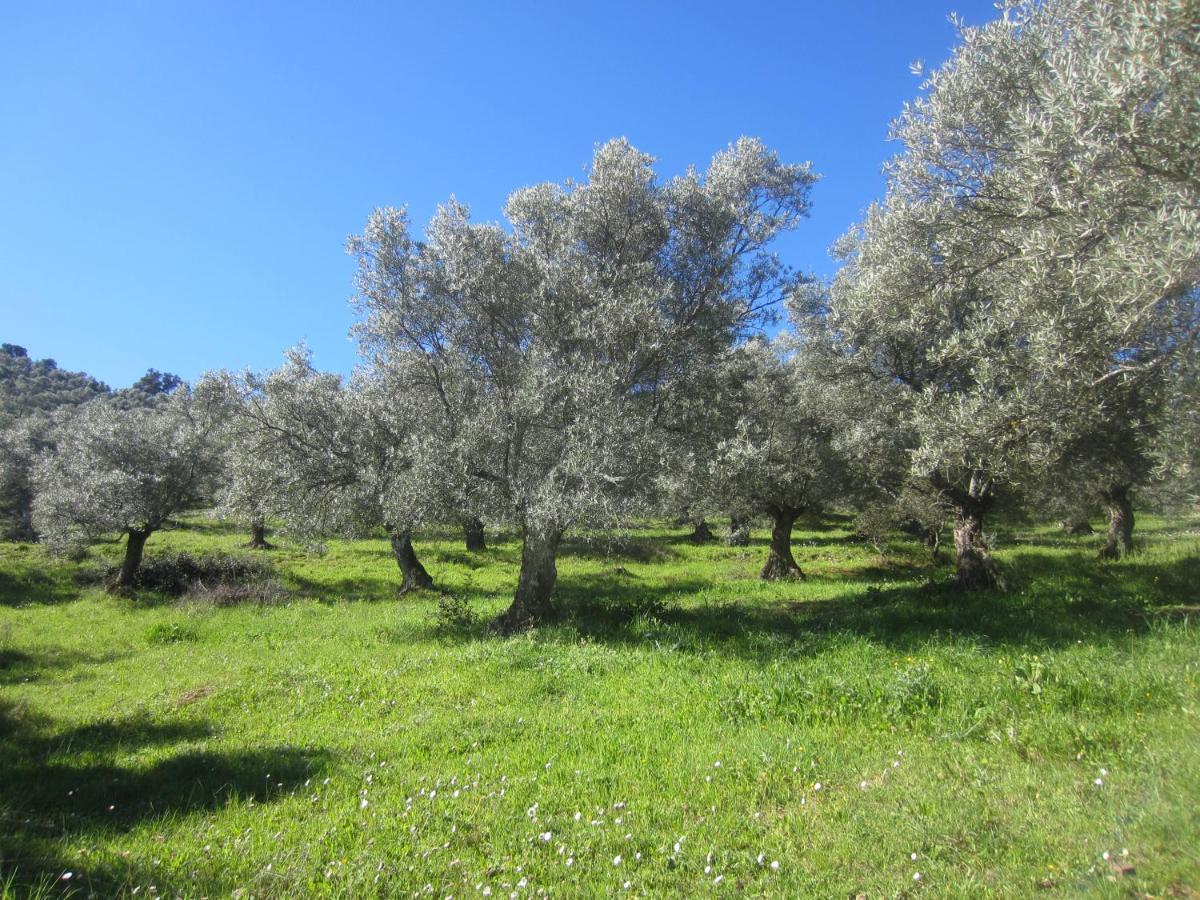 Cortijo "Era Grande 2" Villa กอร์โดบา ภายนอก รูปภาพ
